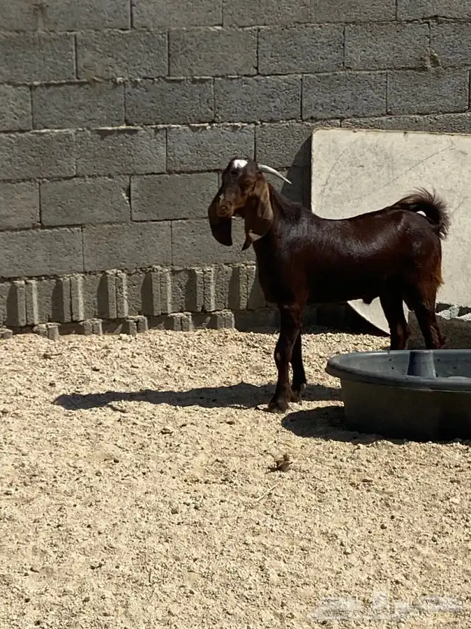 تيس مهجن ادهم جذع فحل 4