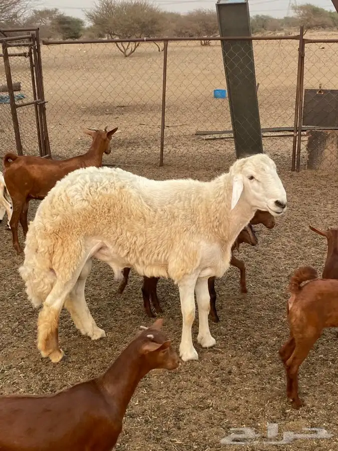 فحل ممتاز وجرم يتعلم يكشف 2