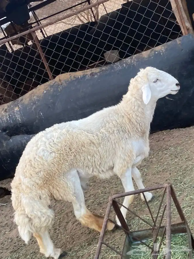 فحل ممتاز وجرم يتعلم يكشف 0