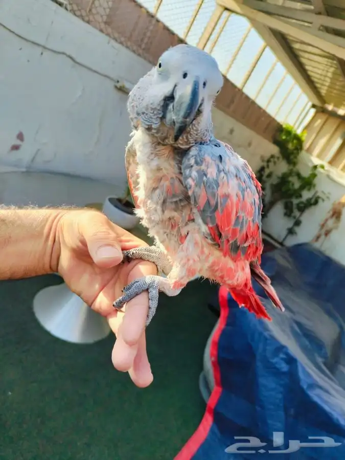 كاسكو طفره نادره 10