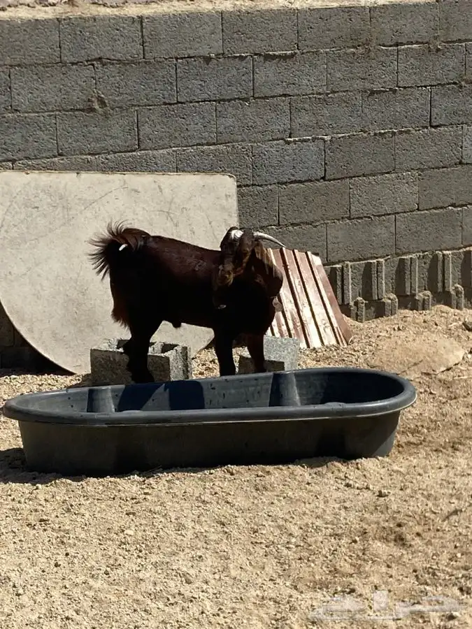 تيس مهجن ادهم جذع فحل 5