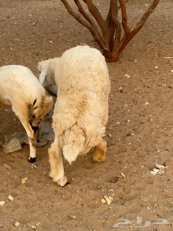 فحل ممتاز وجرم يتعلم يكشف 3