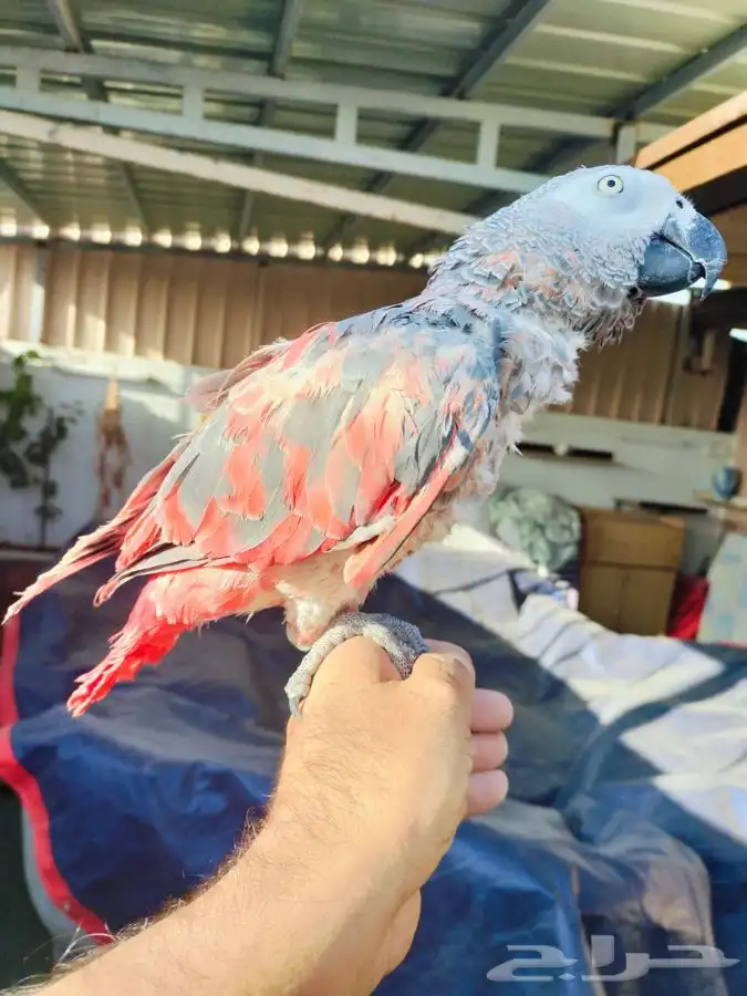 كاسكو طفره نادره 5