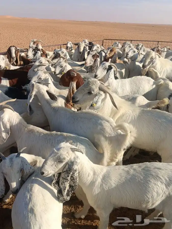 معزا للبيع 1