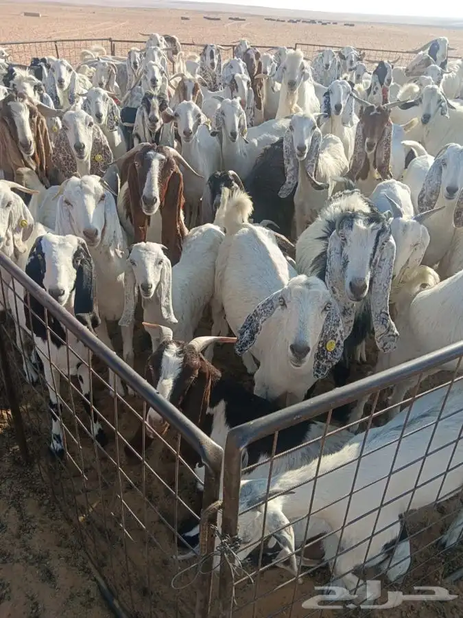 معزا للبيع 2