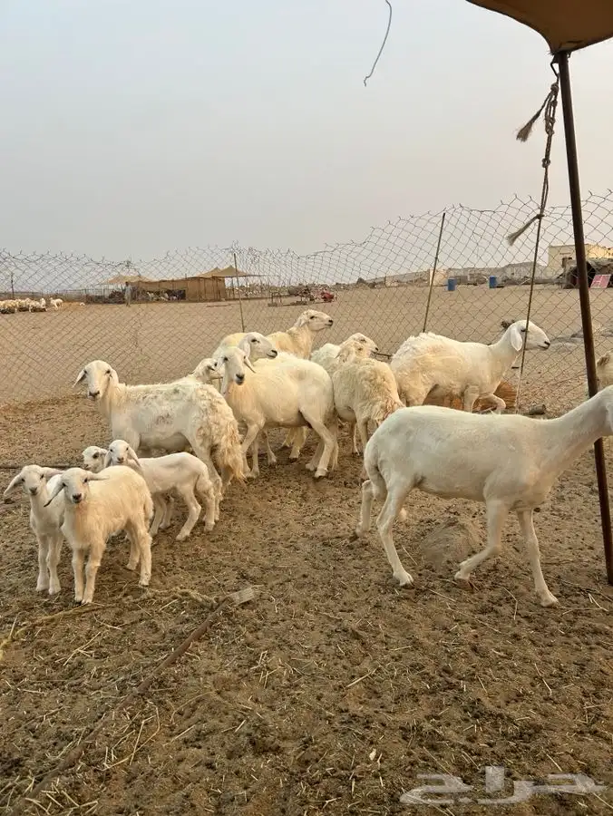 ضان 18 بالفحل يتبعها 4 4