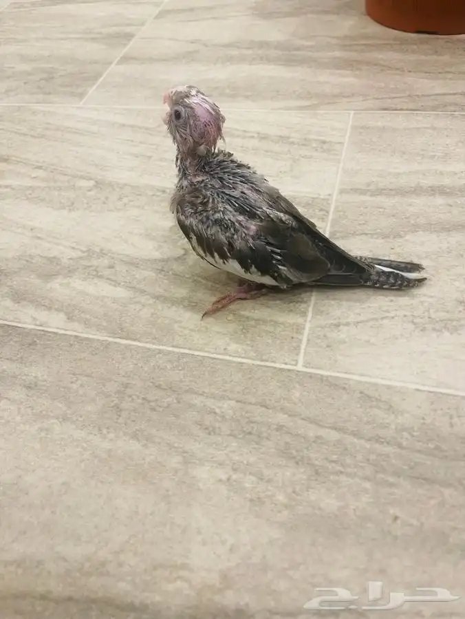 فرخ كروان لمحبين الغر 0