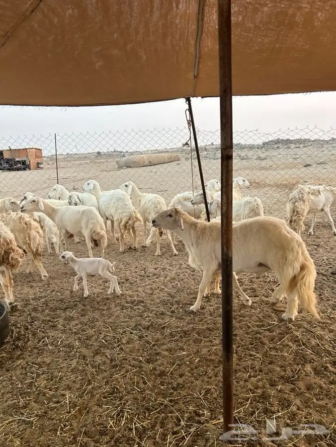 ضان 18 بالفحل يتبعها 4 8