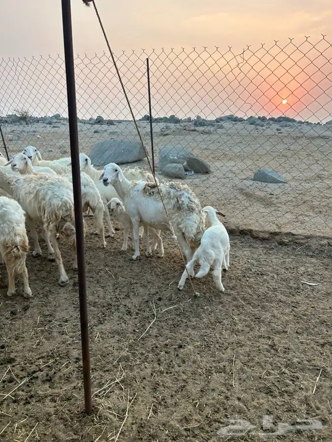 ضان 18 بالفحل يتبعها 4 6