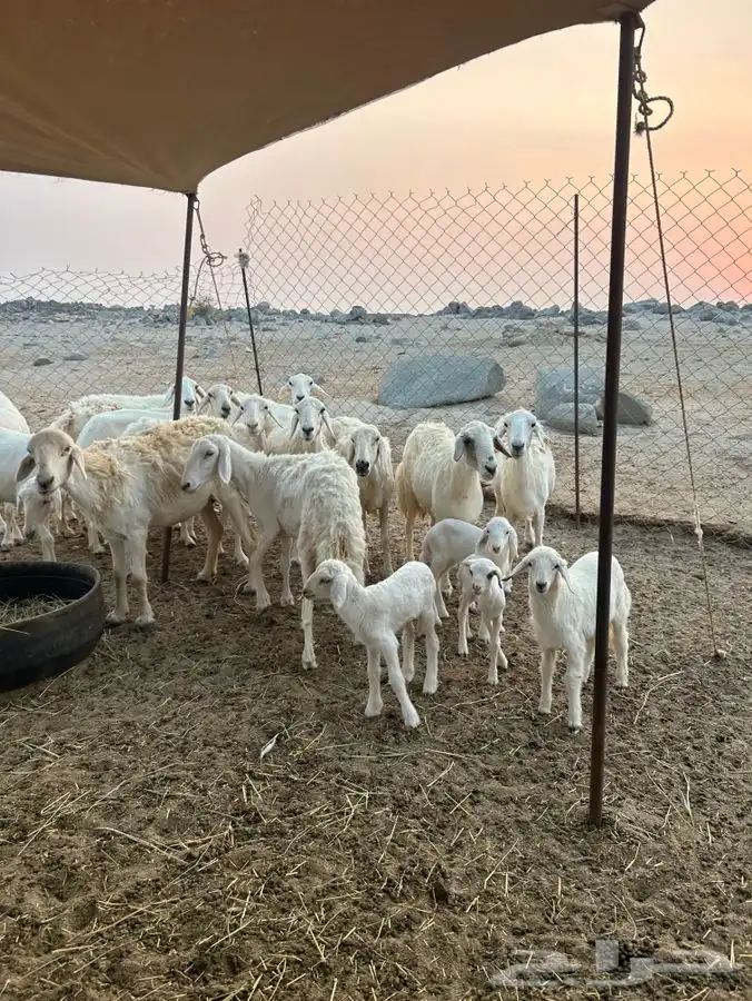 ضان 18 بالفحل يتبعها 4 3