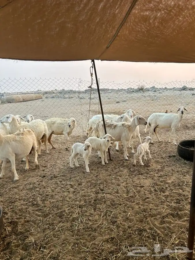 ضان 18 بالفحل يتبعها 4 0