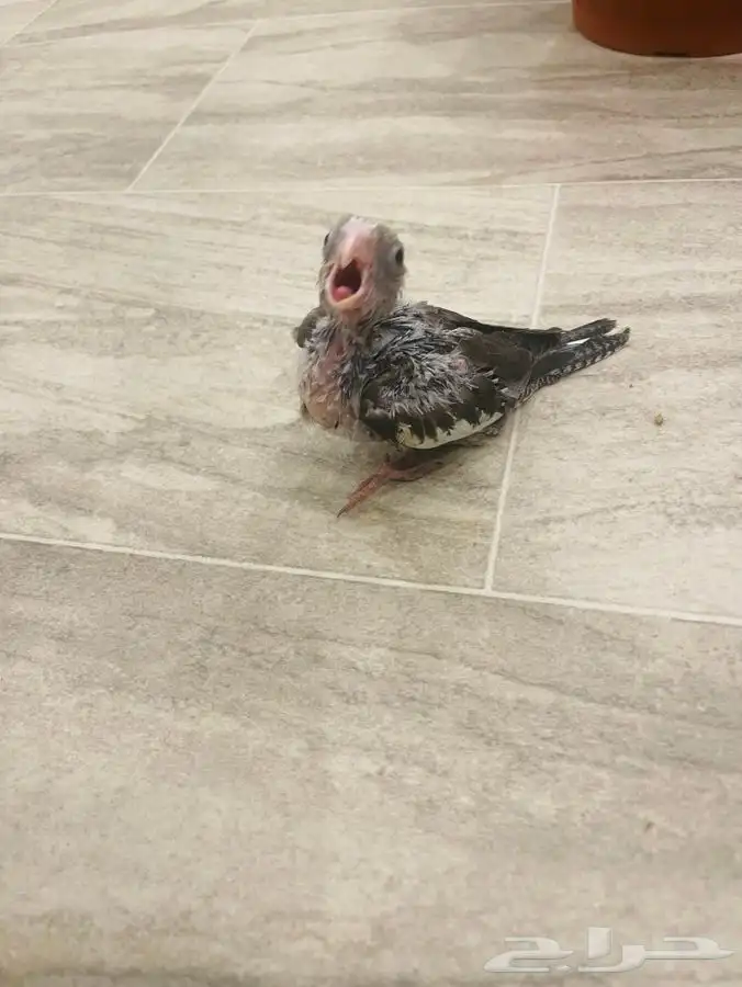 فرخ كروان لمحبين الغر 2