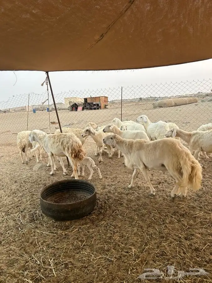 ضان 18 بالفحل يتبعها 4 7