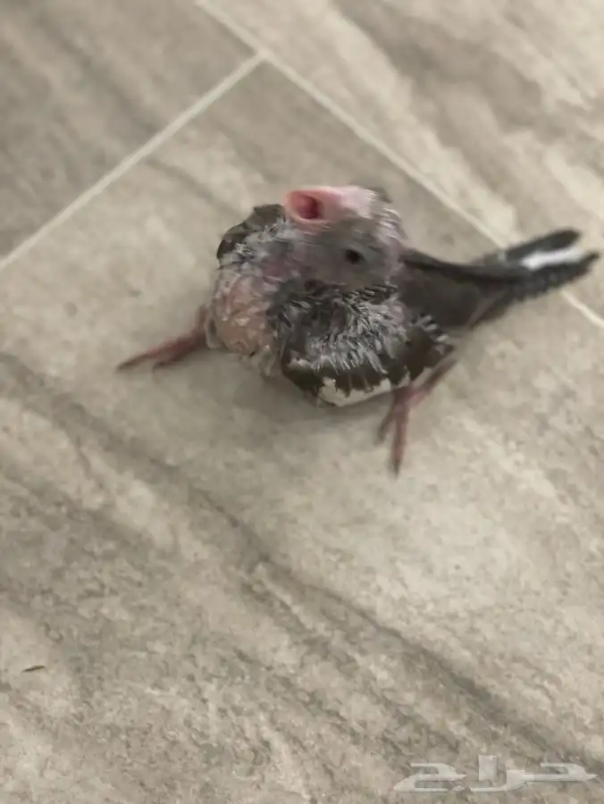 فرخ كروان لمحبين الغر 1