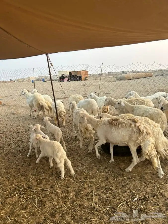 ضان 18 بالفحل يتبعها 4 1