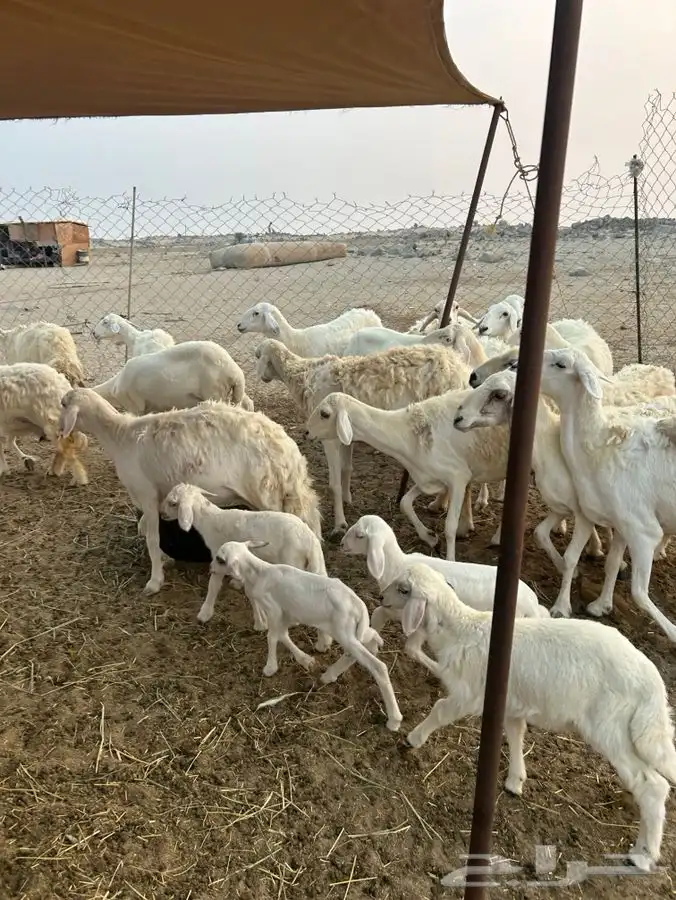 ضان 18 بالفحل يتبعها 4 2