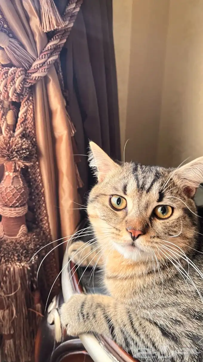 قط لتزاوج الموقع الرياض السعر 230 لمده 5 ايام سكوتش 0