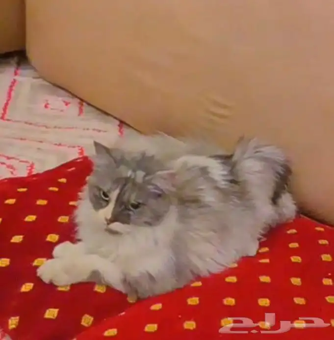 قطوه انثى للبيع العمر سبعه اشهر اليفه متعوده على اللتر بوكس 0