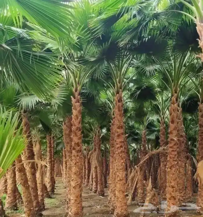 نخل بيشه نخيل عربي وتركيب الشبوك مزارع 5