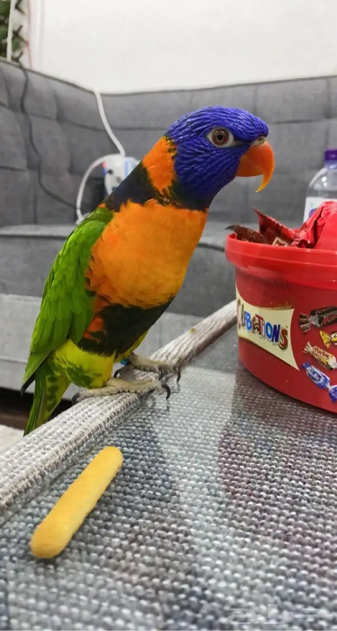 لوري رينبو 0