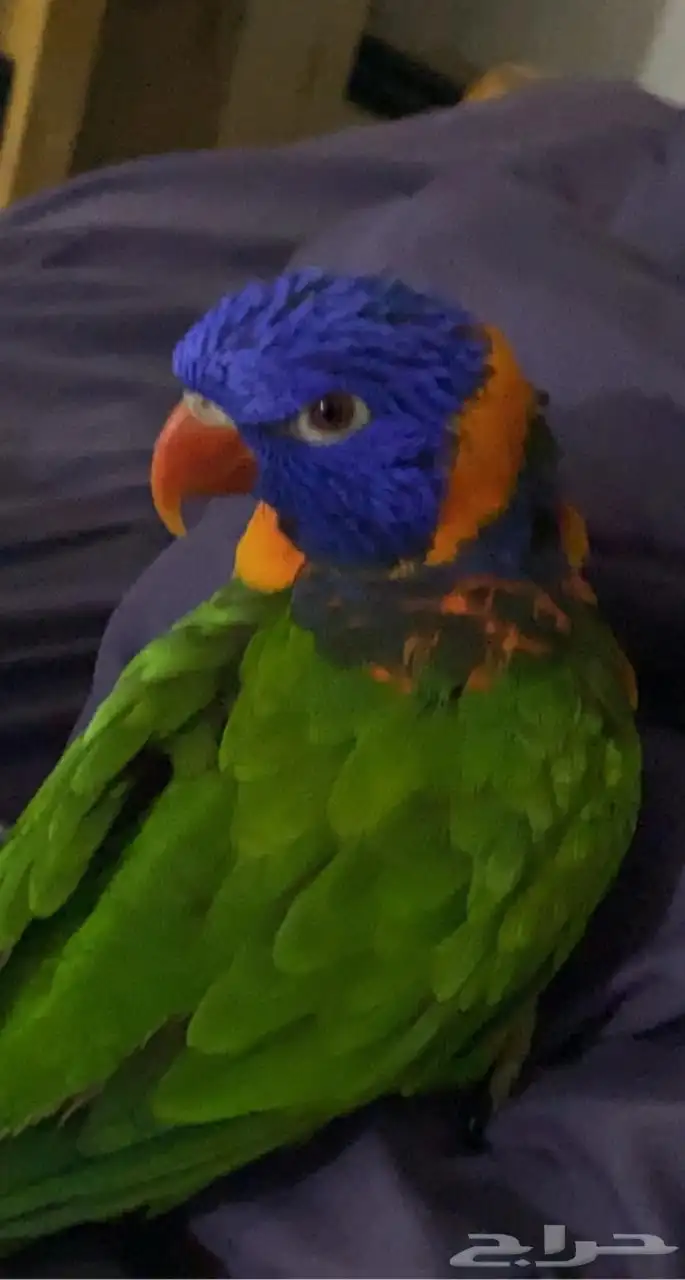 لوري رينبو 1