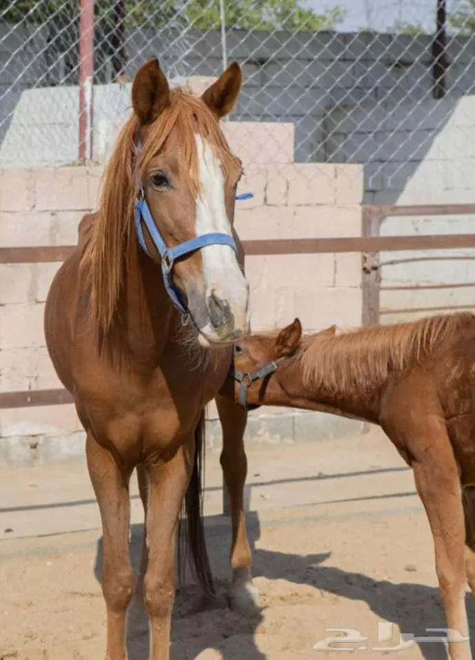 فرسه جزيريه مع مهرتها 3