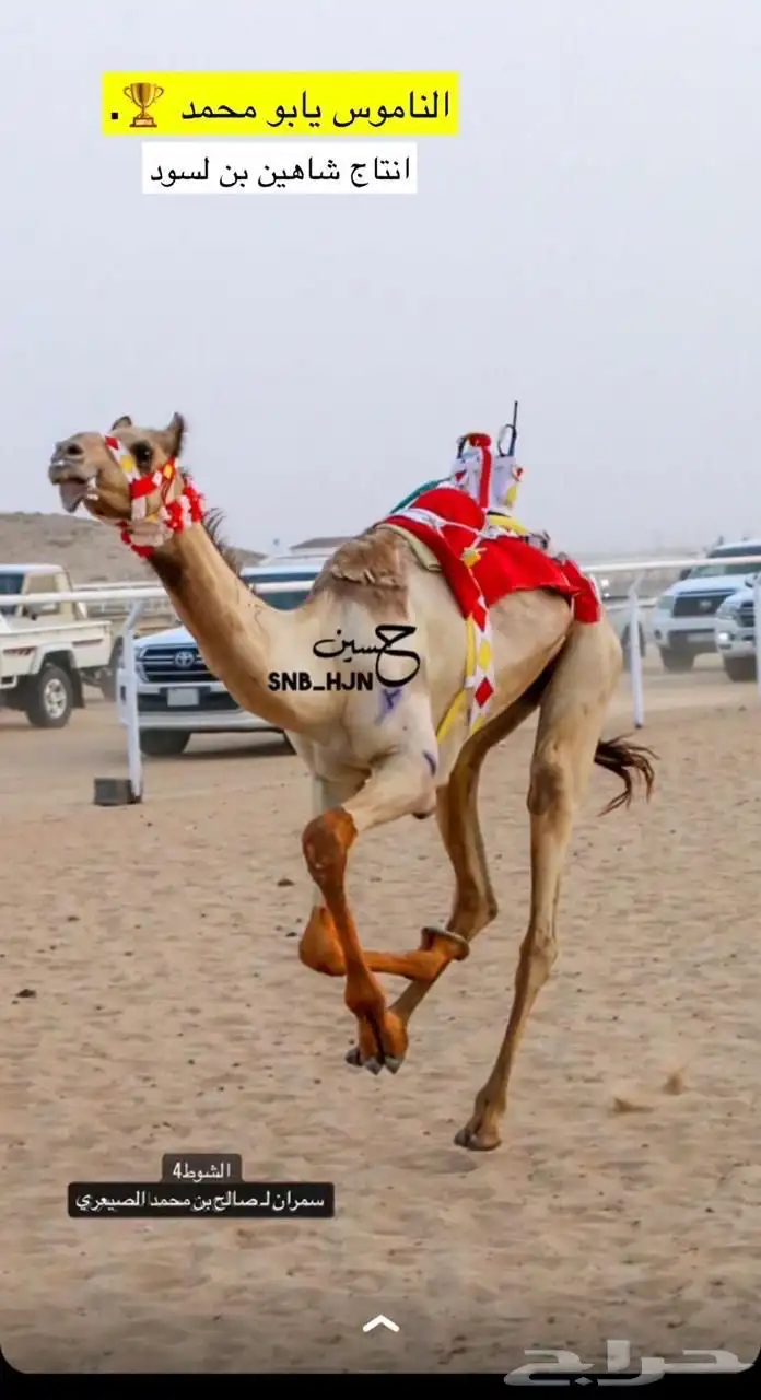 فحل راكض وسابق بيده ولانتاجه روابط 1