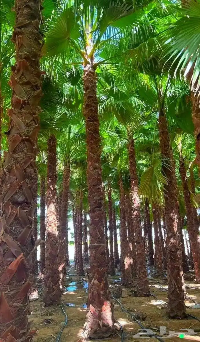 تنسيق حدائق 3