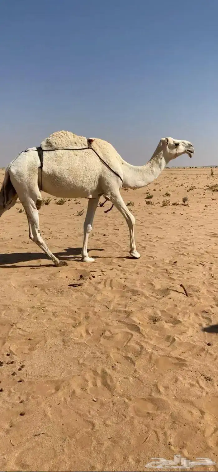 ضريبه للبيع 0