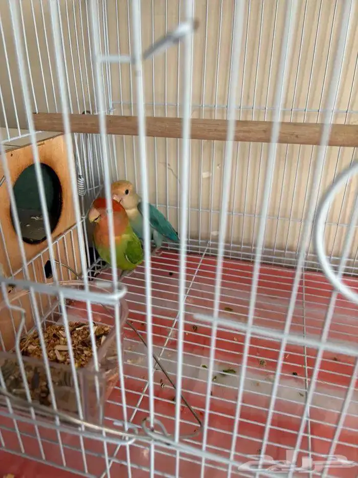 السلام عليكم السعر 300 0