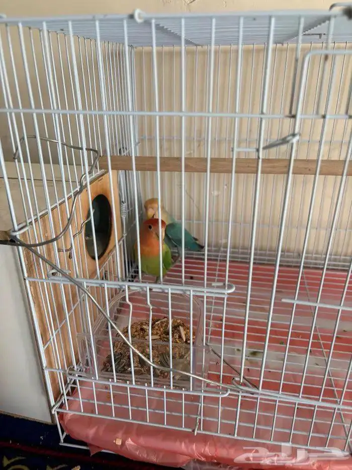 السلام عليكم السعر 300 1