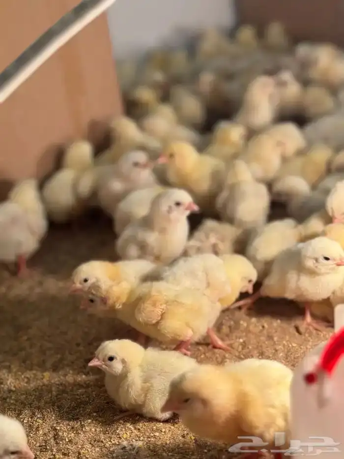 صوص دجاج لاحم 0