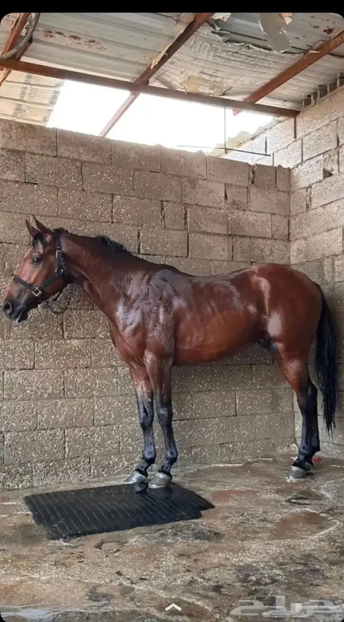 حصان واهو فرنسي للبيع 0