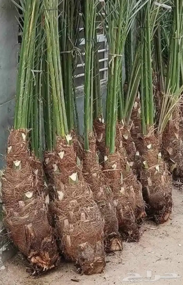 قلع وتوريد جميع انواع النخيل صغري برني شكل وتوصيل 8