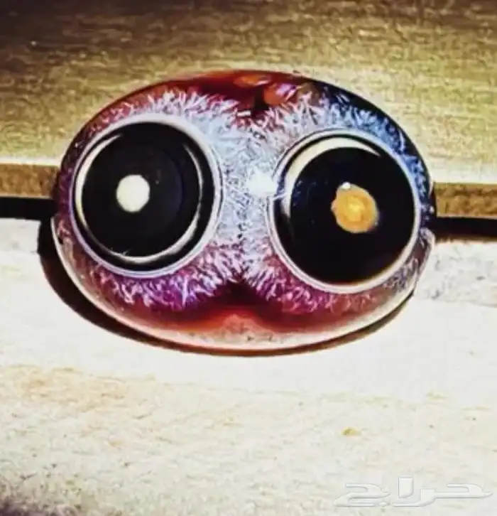 نوادر العقيق السليماني الهندي 0