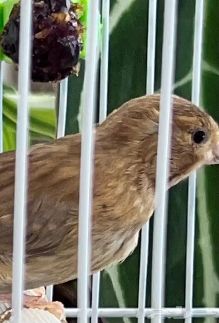 عدد اثنين فروخ كناري ( تم البيع ) 1