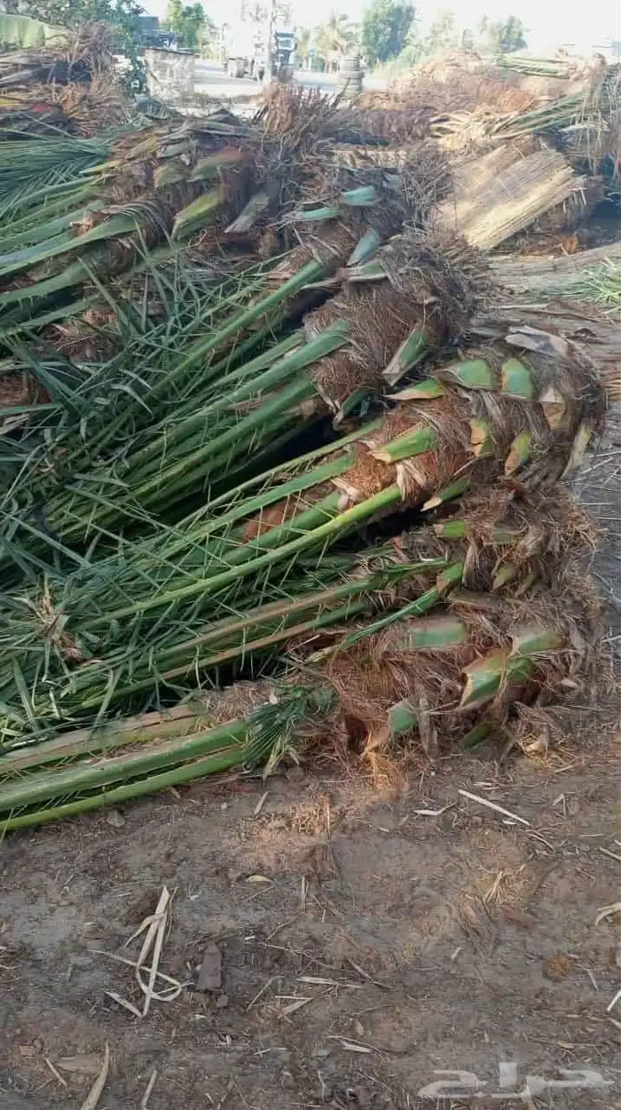 قلع وتوريد جميع انواع النخيل صغري برني شكل وتوصيل 6