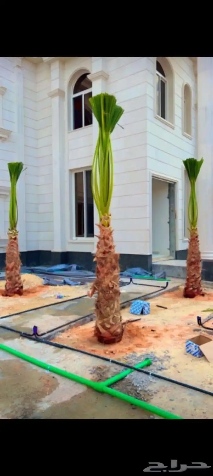 نخيل واشنطن زينه توريد وزراعه جميع المقاسات 5