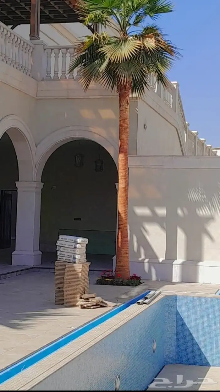 نخل واشنطن زينه للبيع ونخل مثمر لتواصل 1