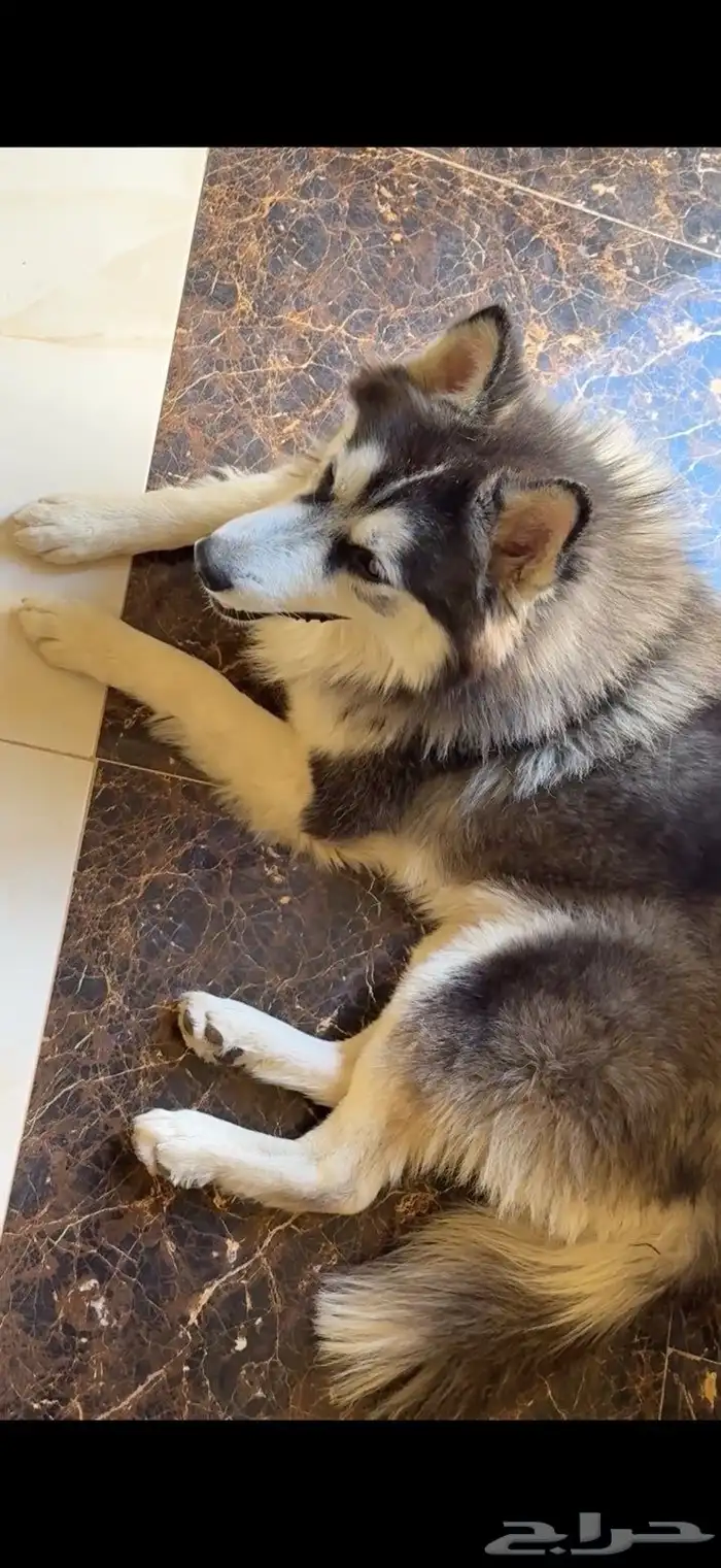 ذكر هاسكي ألاسكا 6