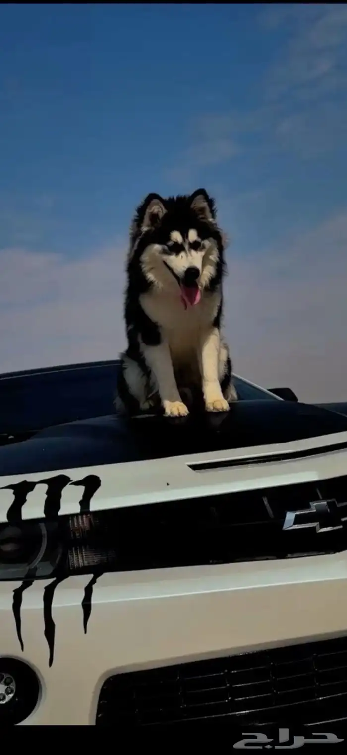 ذكر هاسكي ألاسكا 1