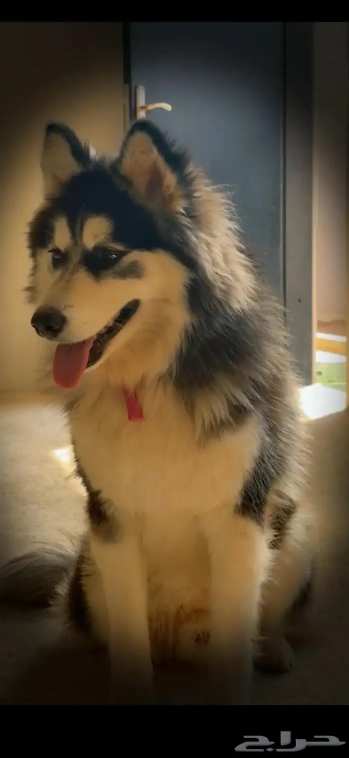 ذكر هاسكي ألاسكا 0