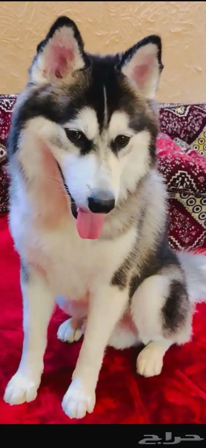 ذكر هاسكي ألاسكا 3