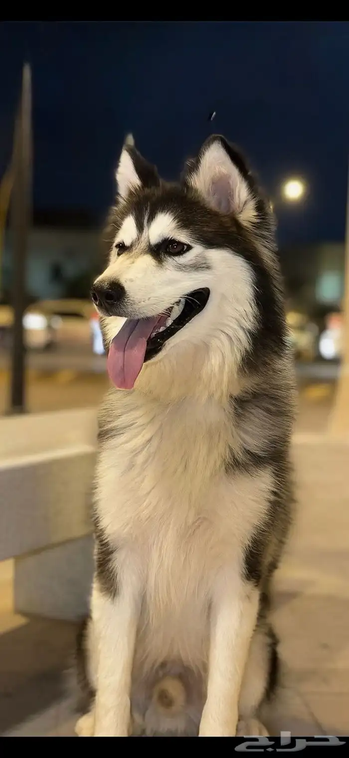 ذكر هاسكي ألاسكا 2