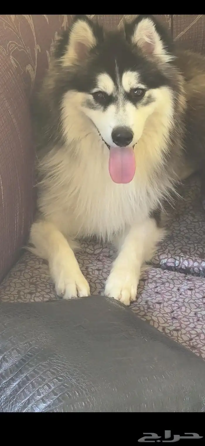 ذكر هاسكي ألاسكا 4