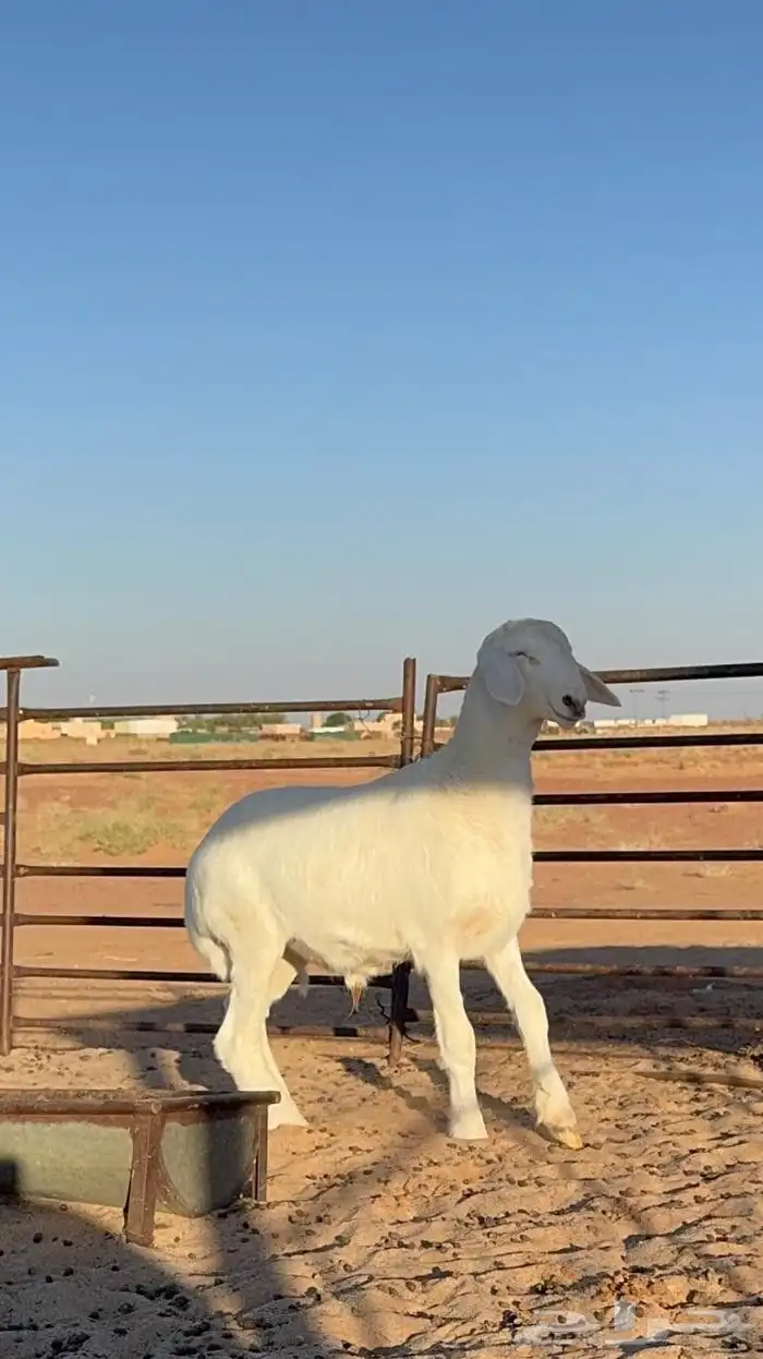 خروف حري عمر 3شهور مشروع فحل 5