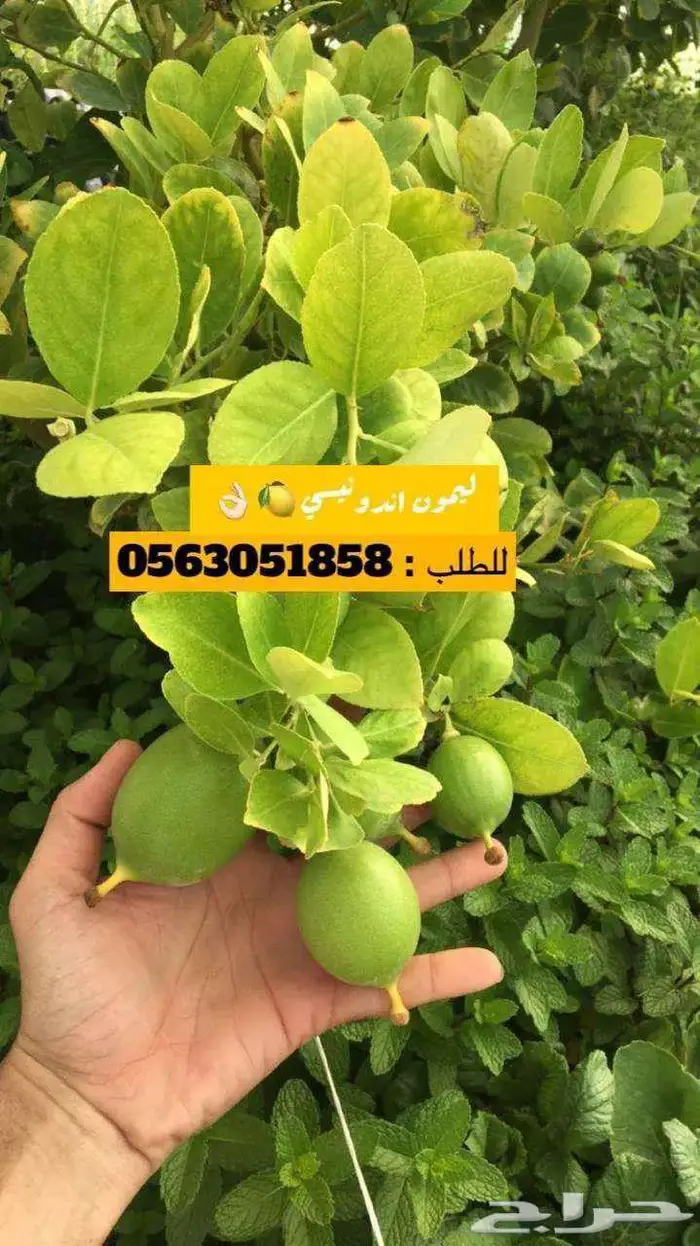 اشجار حمضيات 13