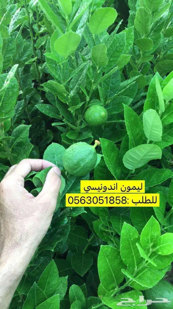 اشجار حمضيات 2