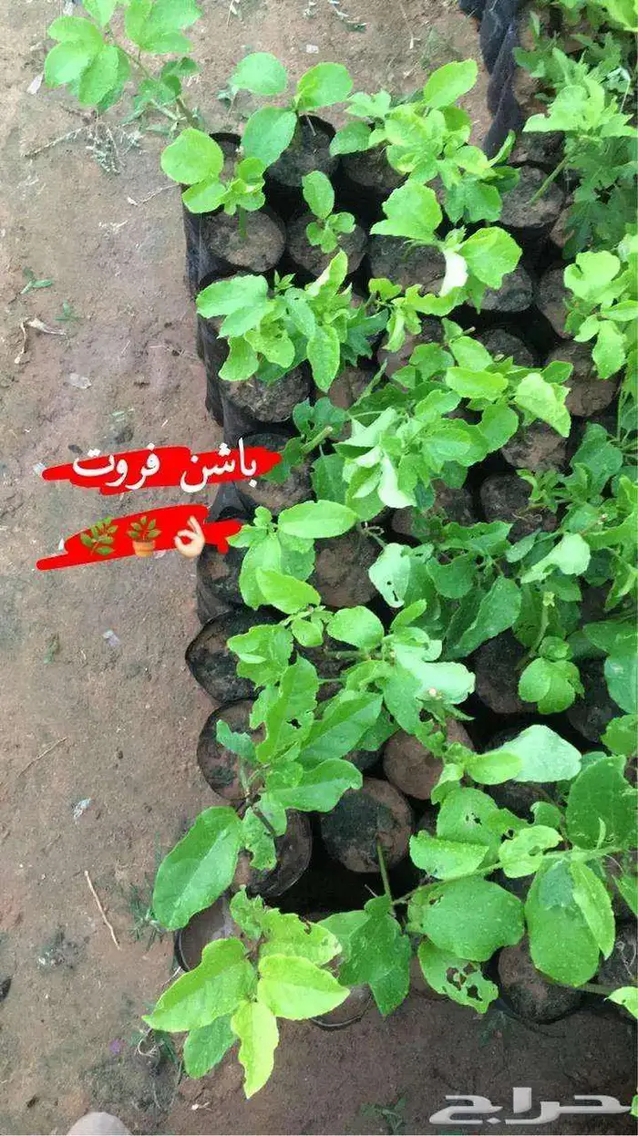 اشجار حمضيات 5