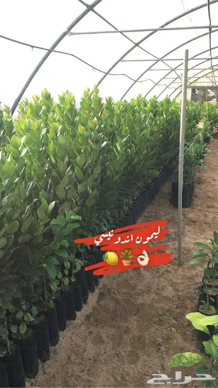 اشجار حمضيات 10